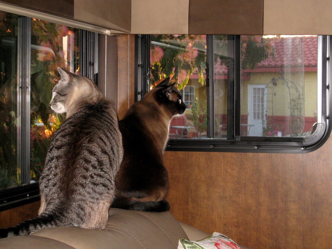 Cats Cooper and Barley looking out RV window