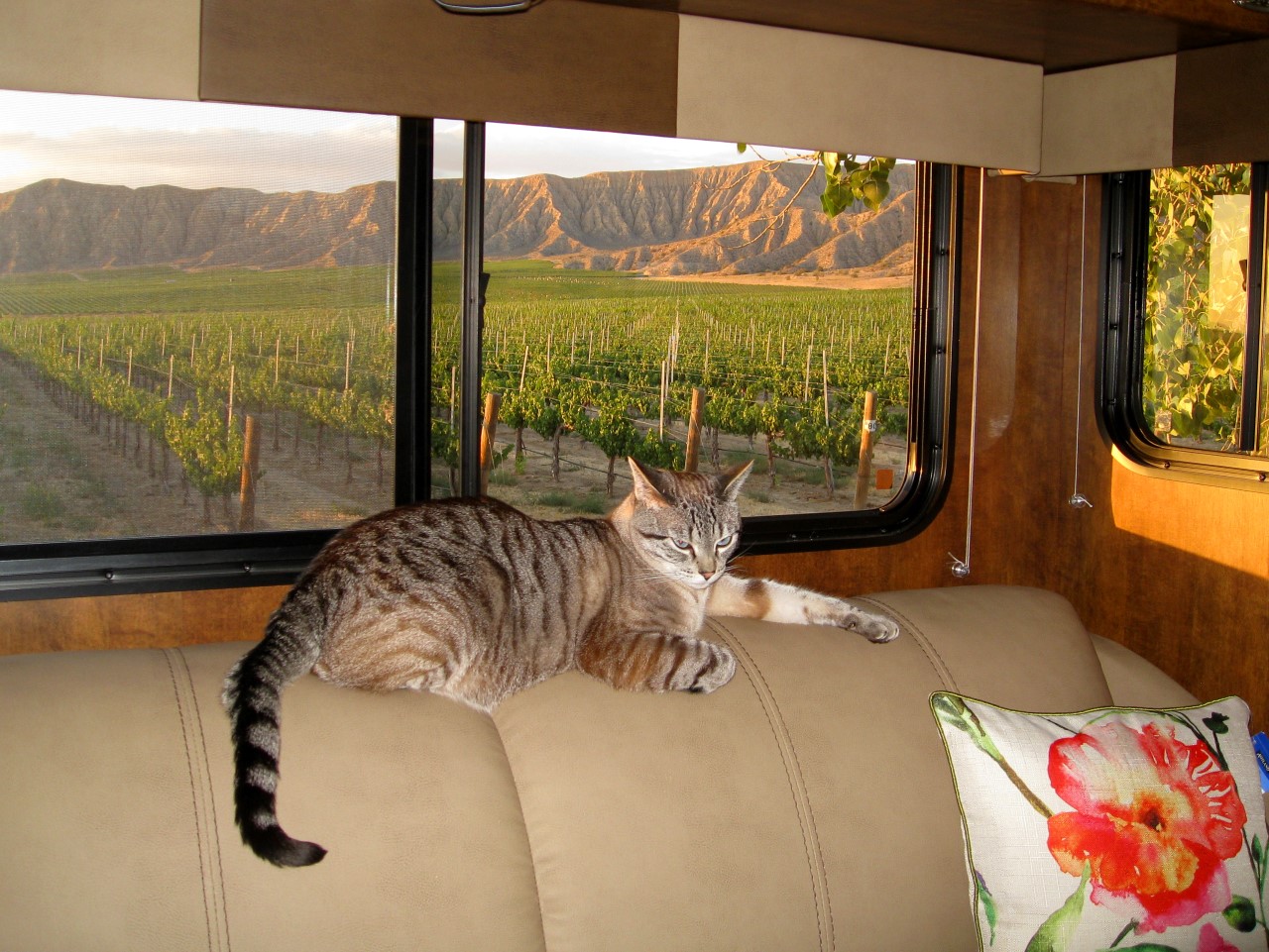 Sagebrush Annie's Winery cat