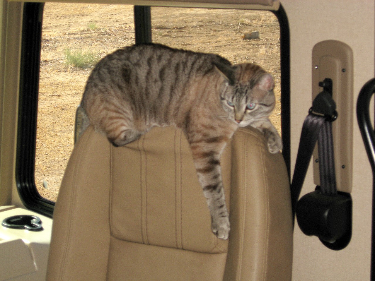 Cooper cat on RV seat