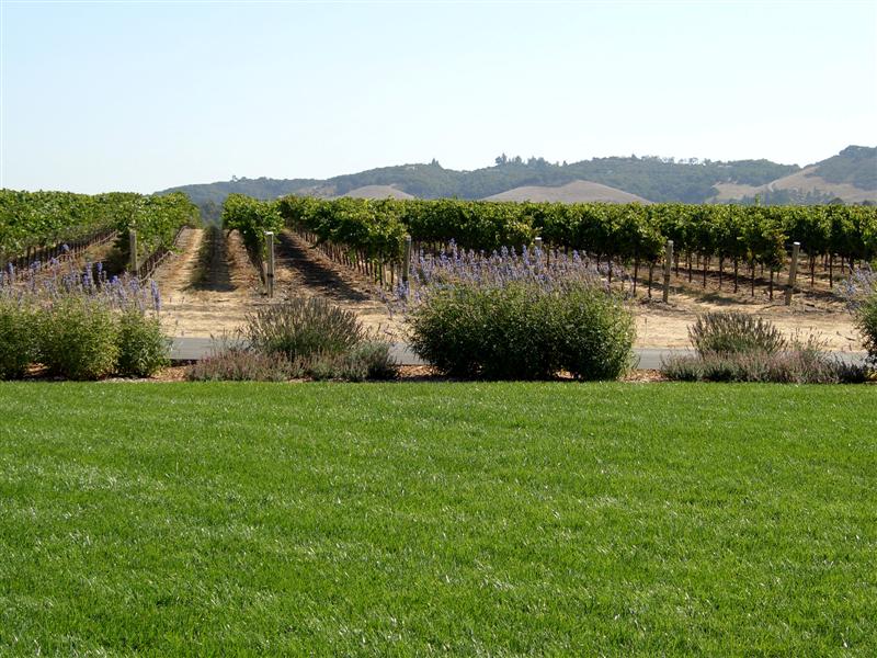 Tolosa Winery patio vineyard view