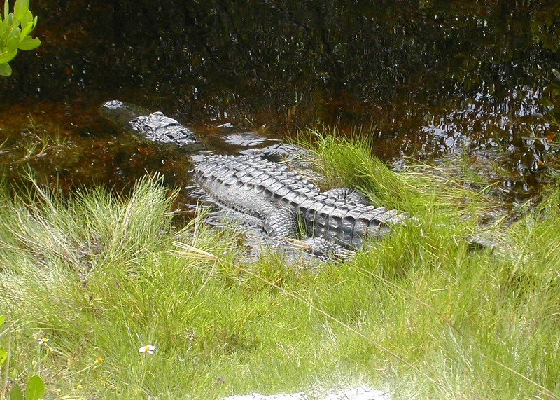 Sanibel Island Ding Darling National Wildlife Refuge alligator
