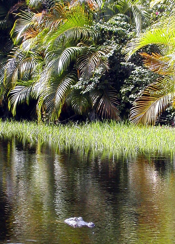 Sanibel Island Casa Ybel Resort wildlife, alligator