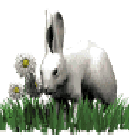 Thousand Oaks Conejo Valley rabbit