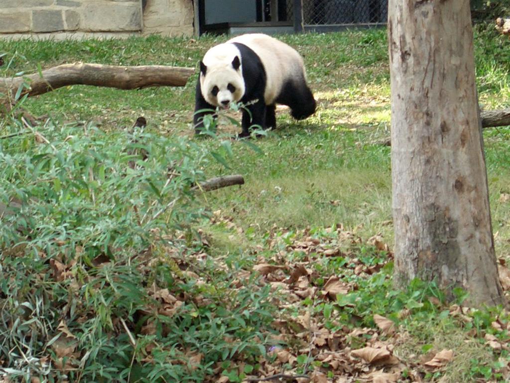 National Zoo panda