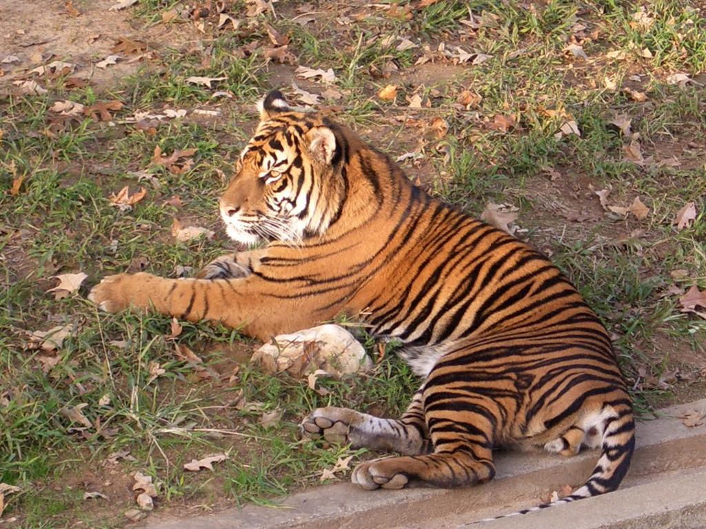 National Zoo tiger