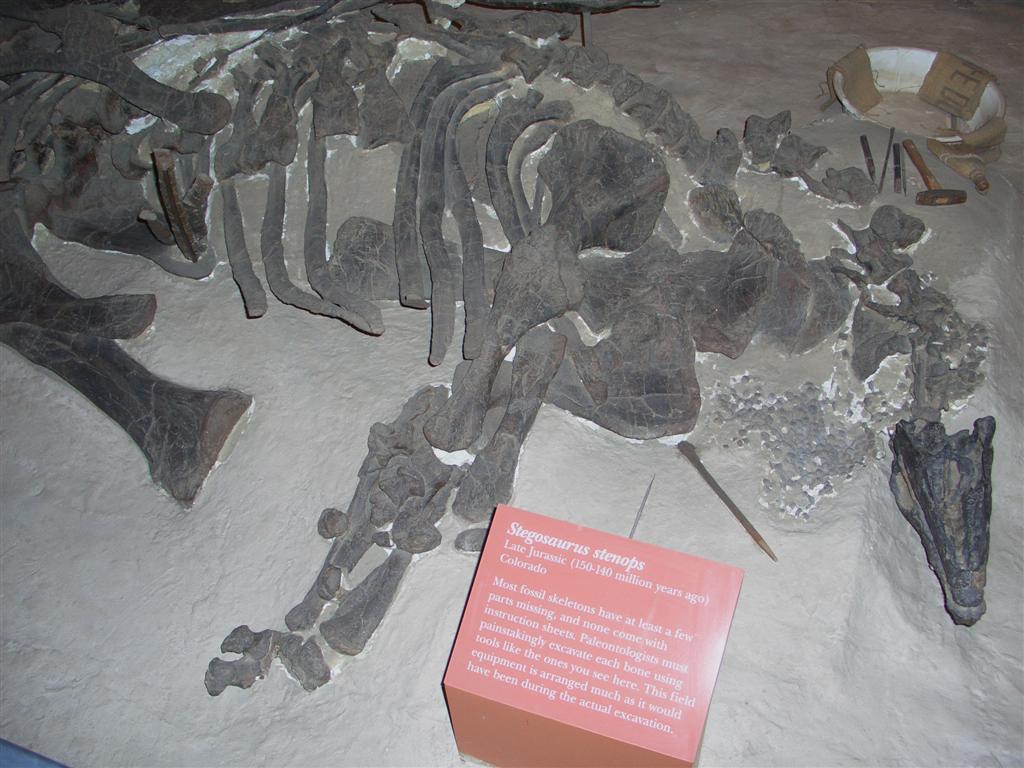Stegosaurus fossil